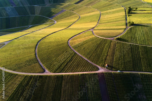 Fototapeta vineyards landscape on the hill from top with drone, dji