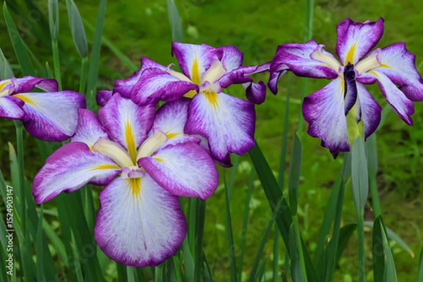 Fototapeta 都心散歩　ハナショウブ満開の浜離宮