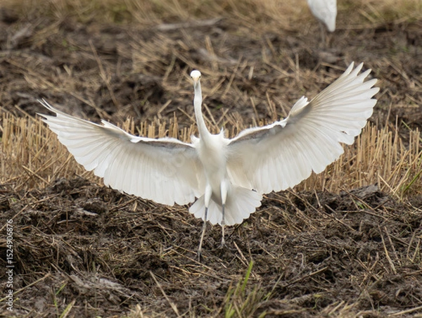 Obraz white egret in flight