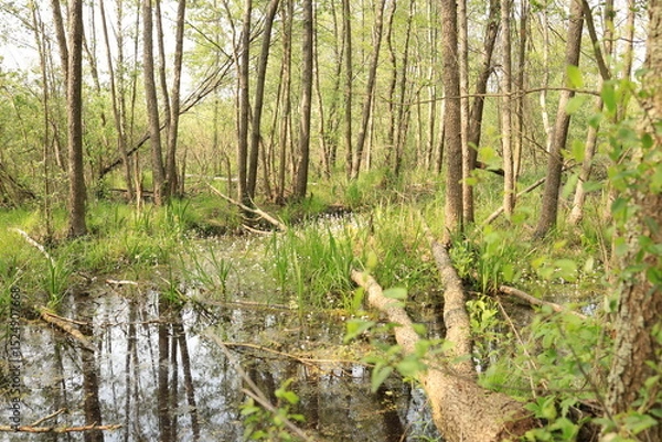 Obraz The natural beauty of a wooded swamp, adorned with trees, wildflowers, and diverse vegetation. Ukrainian Polissia, Chernihiv region.