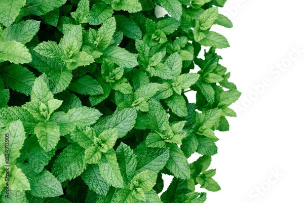 Fototapeta Fresh mint green leaves background with copy space.