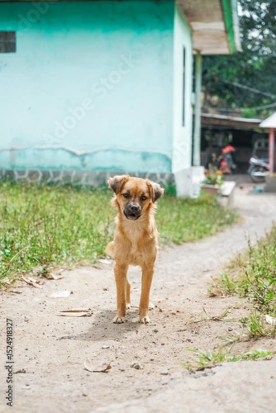Obraz A small brown dog stands on a dirt path and looking at the camera