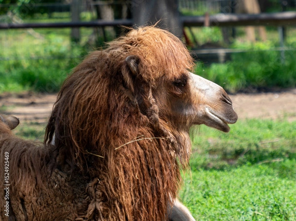 Obraz Bactrian Camel with Long Fur Facing Right