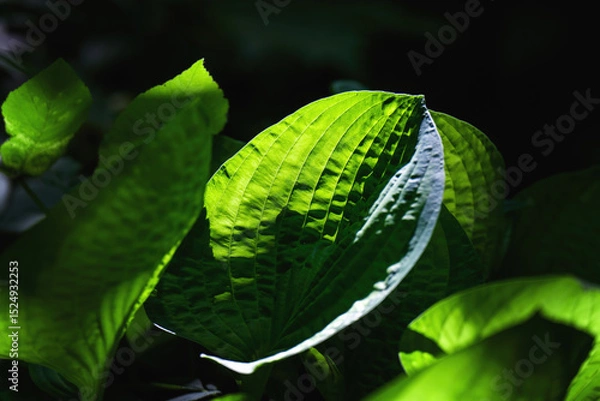 Fototapeta Large green leaf backlit in a park, captured in dark moody tones with dramatic natural lighting