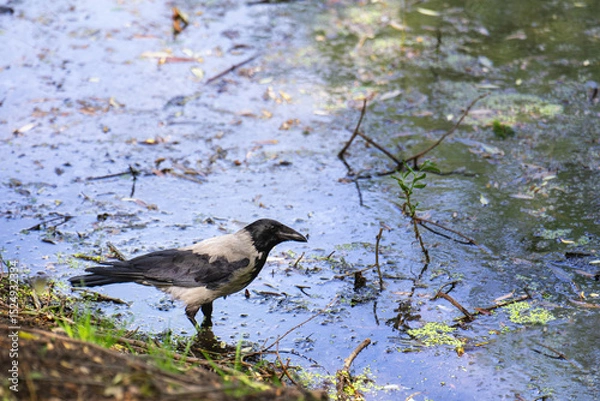 Fototapeta Urban crow foraging in a muddy pond, searching for food amidst city pollution and natural elements