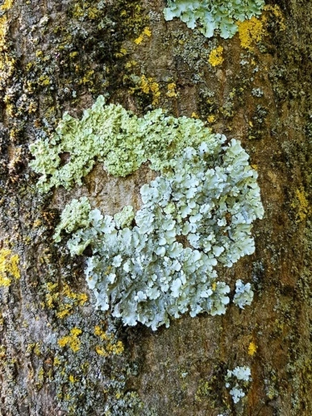 Fototapeta Lichen on a tree trunk. Close-up. Nature.
