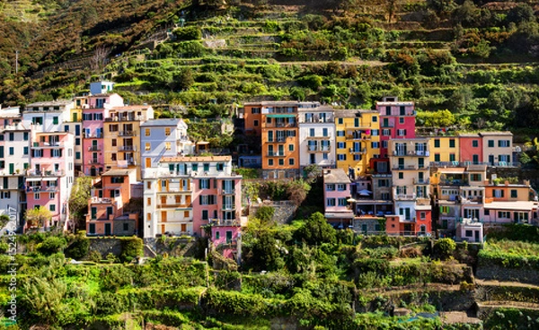 Obraz Manarola et ses vignes