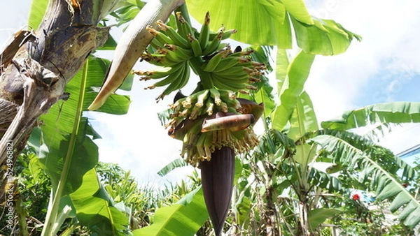 Obraz 木にぶら下がるバナナ
