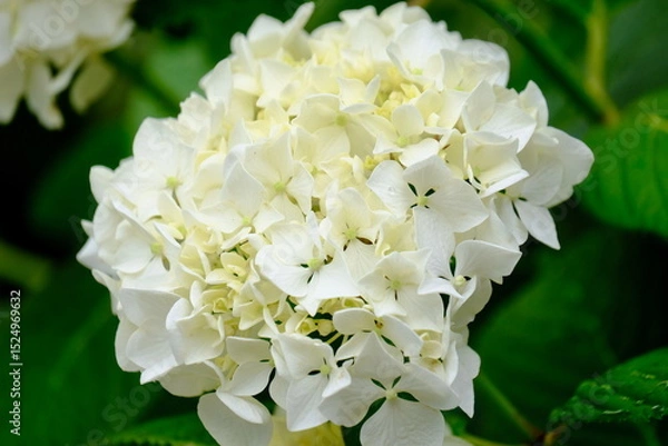 Obraz 風に揺れる白色の紫陽花の花（クローズアップ）
