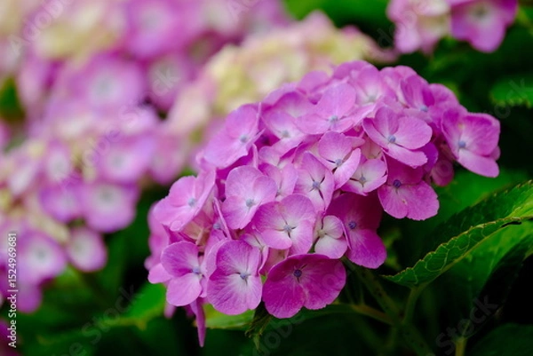 Obraz 風に揺れるピンク色の紫陽花の花（クローズアップ）