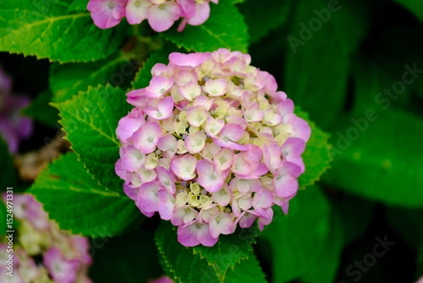 Obraz 風に揺れるピンク色の紫陽花の花（クローズアップ）