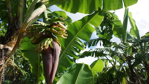 Obraz 南国の雰囲気。バナナ
