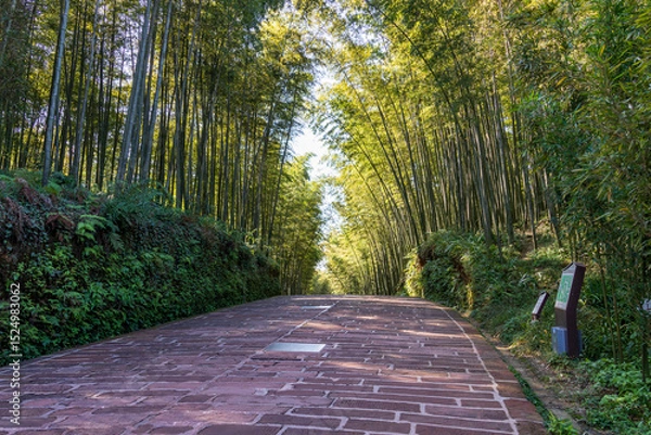 Fototapeta Hangzou, China. 11-02-2024.  Walking path in the bamboo forest in the province of Hangzou in China