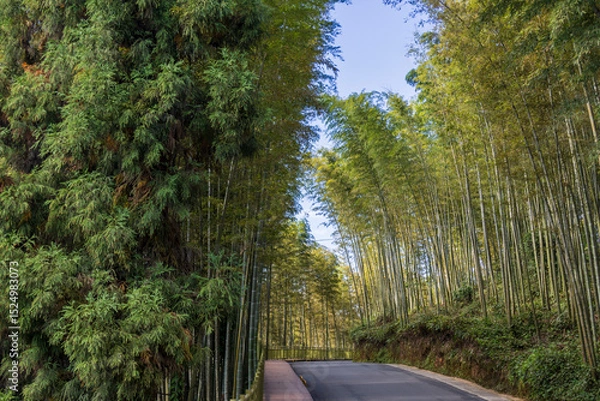 Fototapeta Hangzou, China. 11-02-2024.  Walking path in the bamboo forest in the province of Hangzou in China