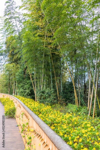 Fototapeta Hangzou, China. 11-02-2024.  Walking path in the bamboo forest in the province of Hangzou in China