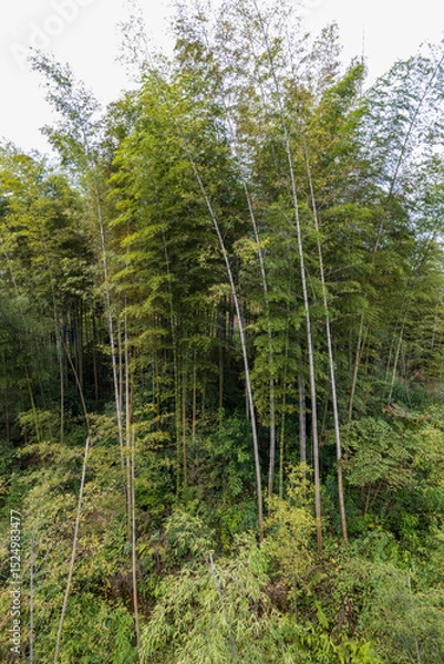 Fototapeta Bamboo forest in the province of Hangzhou in China