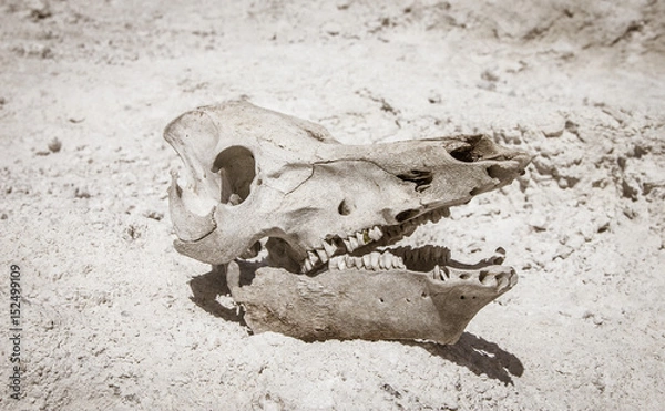 Fototapeta Cattle skull in the desert