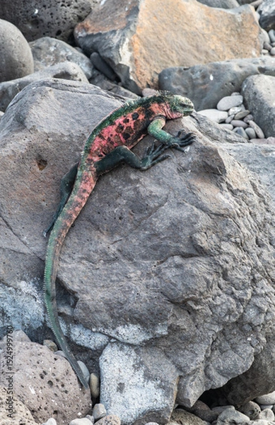 Fototapeta Marine Iguana Climbing on Rock at Suarez Point, Espanola Island, Galapagos