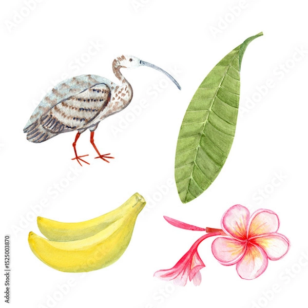 Fototapeta Pink plumeria flowers, bud, leaf, ibis bird, bananas watercolor set. Hand painted for spa branding, tropical packaging, summer wedding decor, textile design, greeting cards, botanical illustrations