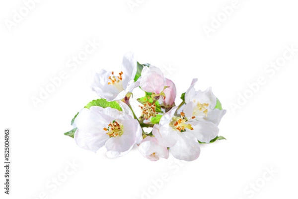 Fototapeta Apple tree flowers on a twig with leaves isolated on a white background. Spring flowers, gardening.