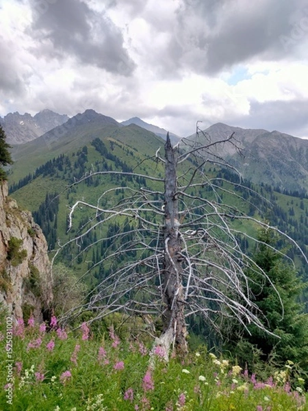 Fototapeta Dried Spruce Tree Against Majestic Mountain Backdrop – Symbol of Resilience and Nature’s Cycle.