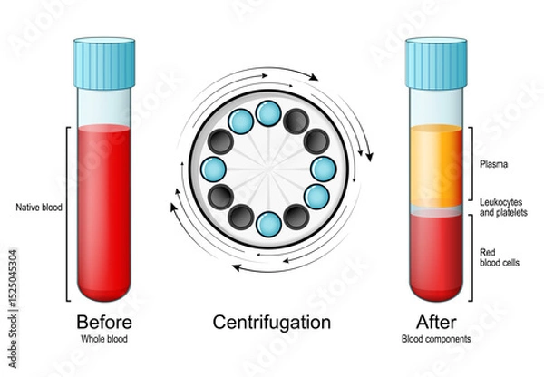 Fototapeta Whole blood in the test tube before and after Centrifugation