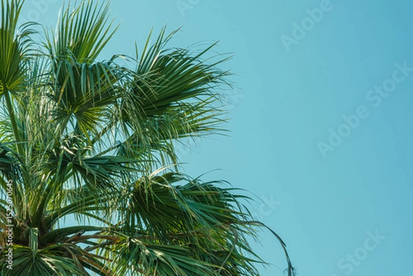 Fototapeta Close-up view of a tropical palm tree with lush green fronds stretching into a bright blue sky. The clear sky offers ample copy space, ideal for design or advertising use.
