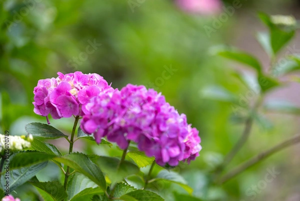 Fototapeta 紫陽花