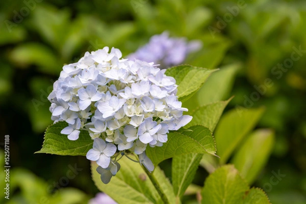 Fototapeta 紫陽花