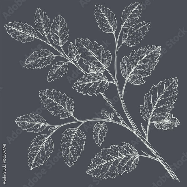 Fototapeta Detailed illustration of leafy branch with intricate leaf patterns, showcasing natural beauty and elegance