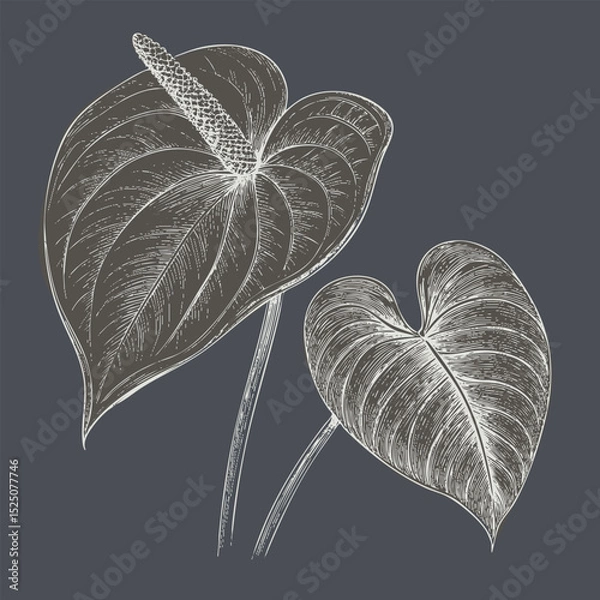 Fototapeta Botanical illustration of two elegant leaves, showcasing intricate details and textures, perfect for nature lovers and art enthusiasts
