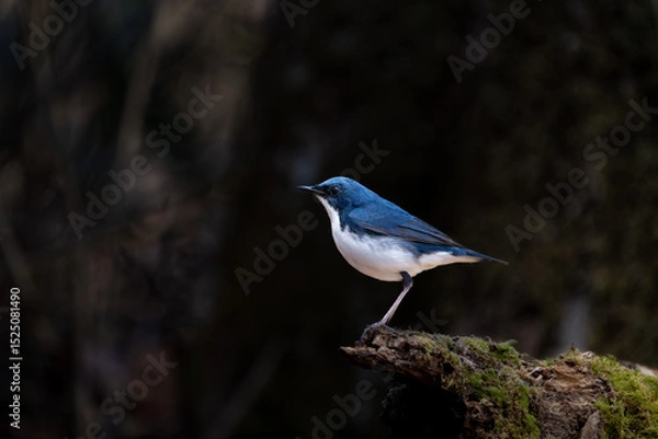 Fototapeta Male Siberian blue robin perching on the tree branch