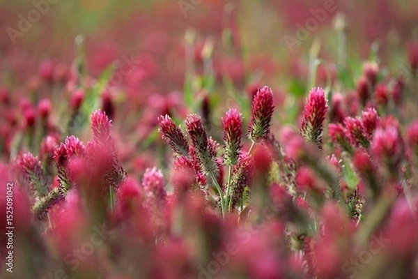 Obraz A beautiful blooming red field in the Czech Republic. Concept for nature and agriculture. Beautiful red flowers. Spring nature background. Clover incarnate - Trifolium incarnatum