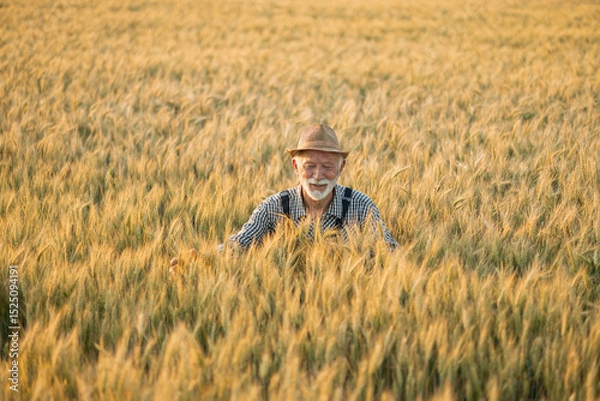 Fototapeta A joyful elderly farmer smiles amidst a golden wheat field, embracing the beauty of nature and his harvest with open arms.