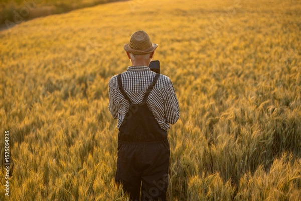 Fototapeta An elderly farmer utilizes a tablet while standing among golden wheat, showcasing modern technology in agriculture.