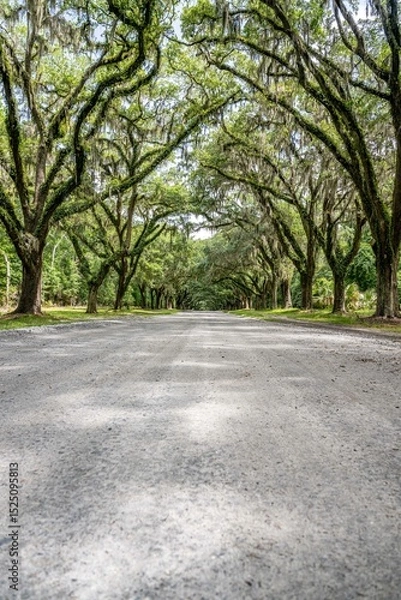 Fototapeta wormsloe historic site, savannah, georgia