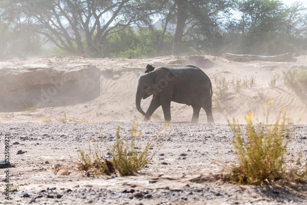 Fototapeta The big elephant is walking around the nature in Namibia.