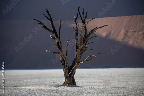 Fototapeta One dry tree in the middle of a desert in Namibia.