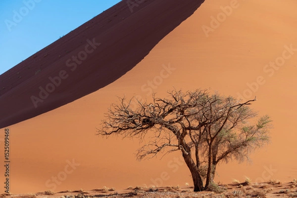 Fototapeta Powerful duna on the blue sky background with a tree near in the desert, Namibia.