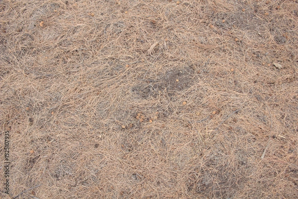 Obraz Dry Pine Needles on Ground. A full-frame texture of dried pine needles covering the forest floor, ideal for natural background or texture use.