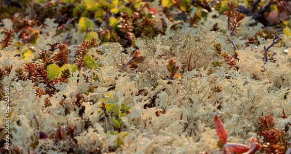 Obraz Arctic Tundra lichen moss close-up. Found primarily in areas of Arctic Tundra, alpine tundra, it is extremely cold-hardy. Cladonia rangiferina, also known as reindeer cup lichen.