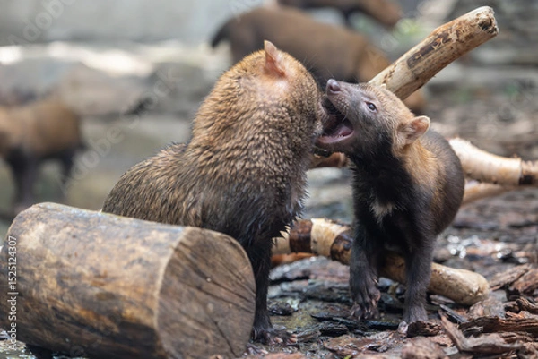 Obraz Bush dog (Speothos venaticus) in nature. Bush dogs are found from Panama in Central America, through much of South America.