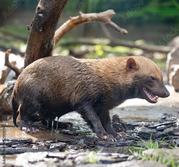 Obraz Bush dog (Speothos venaticus) in nature. Bush dogs are found from Panama in Central America, through much of South America.