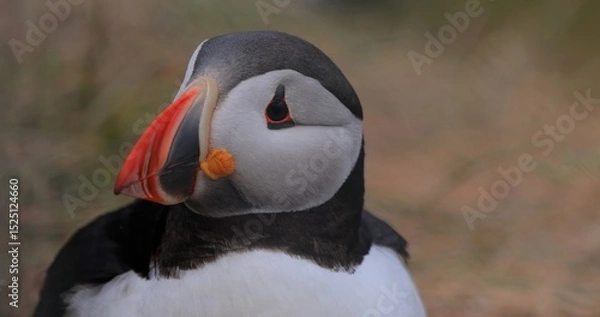 Obraz Atlantic puffin (Fratercula arctica), on the rock on the island of Runde (Norway).