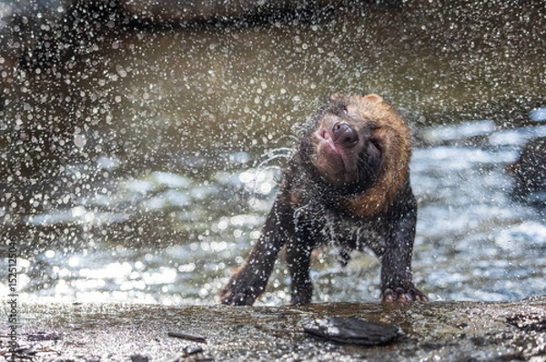 Obraz Bush dog (Speothos venaticus) in nature. Bush dogs are found from Panama in Central America, through much of South America.