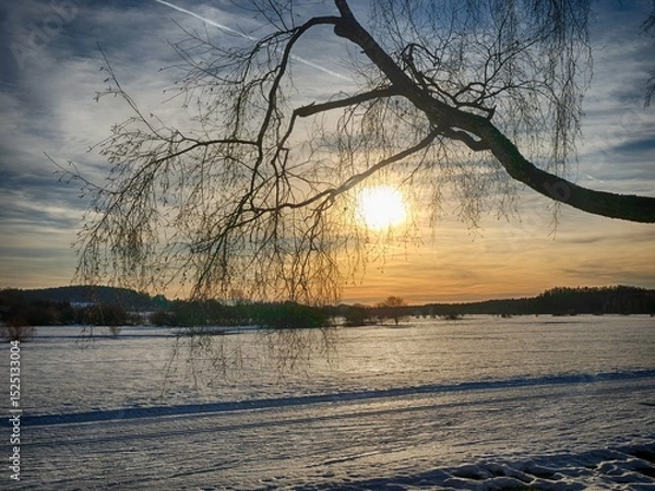 Obraz Tree branch with a sun shining on it
