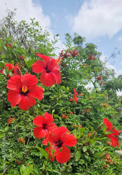 Fototapeta Red blooming hibiscus varieties, offer stunning, large red flowers, ideal for vibrant garden displays and attracting pollinators