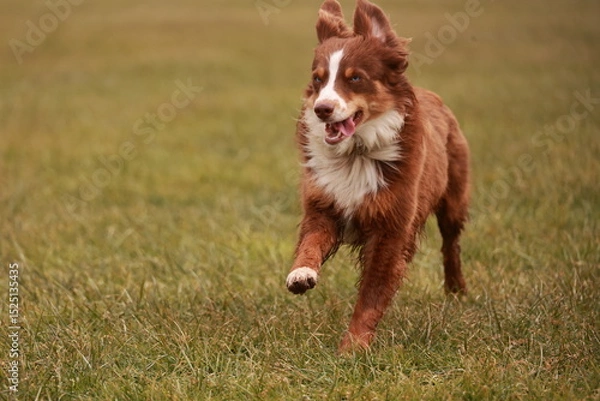 Obraz A brown and white dog is running through a field of grass