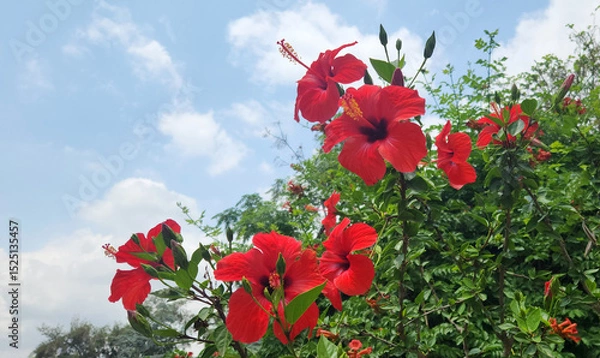 Fototapeta Red blooming hibiscus varieties, offer stunning, large red flowers, ideal for vibrant garden displays and attracting pollinators