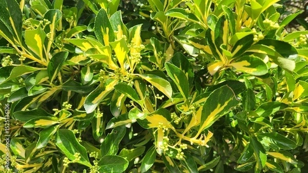 Fototapeta Fresh Leaves of Japanese Spindle (Euonymus japonicus), a versatile evergreen shrub with glossy, dark green leaves, often variegated, used for hedging, screening, and as an ornamental accent in gardens
